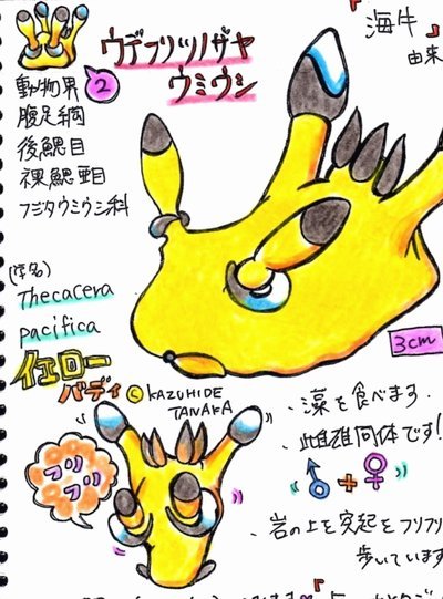 环球报：吉马良斯与阿森纳基本谈妥个人条款，纽卡要9000万